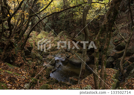 The flow of Takikawa Valley and autumn leaves in late autumn The flow of Takikawa Valley and autumn leaves in late autumn 133502714