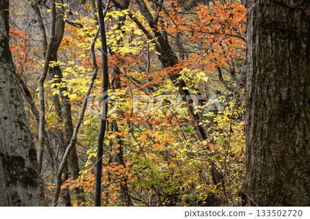 Yellow leaves coloring the forest in late autumn Yellow leaves coloring the forest in late autumn 133502720