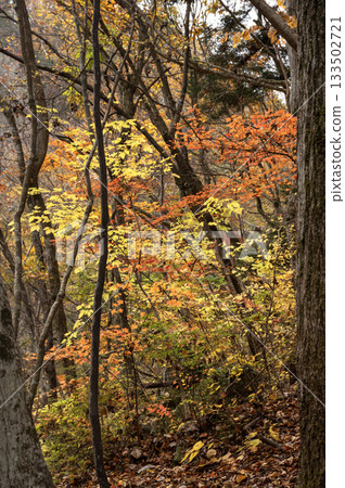 Yellow leaves coloring the forest in late autumn Yellow leaves coloring the forest in late autumn 133502721