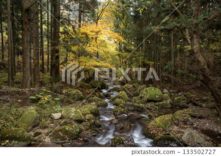 深秋時節，瀧川溪谷的流水與秋葉交相輝映 133502727