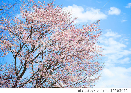  櫻花和藍天 133503411