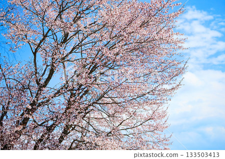 Cherry blossoms and blue sky Cherry blossoms and blue sky 133503413