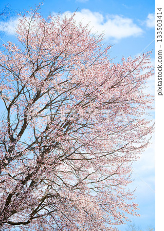 櫻花和藍天 櫻花和藍天 133503414