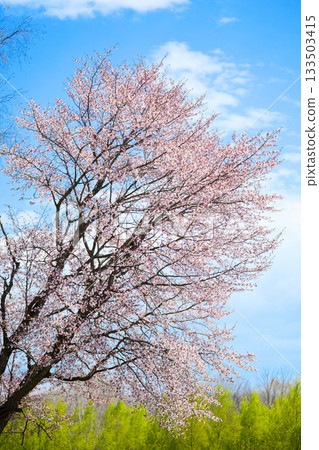 櫻花和藍天 櫻花和藍天 133503415