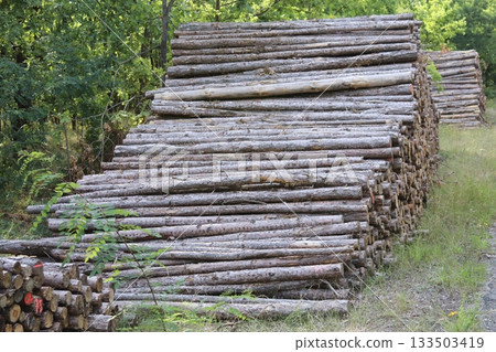 Stacked coniferous logs in the forest Stacked coniferous logs in the forest 133503419