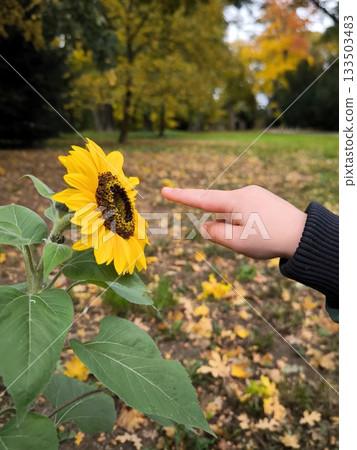 A child's hand touches a bright sunflower among autumn leaves 133503483