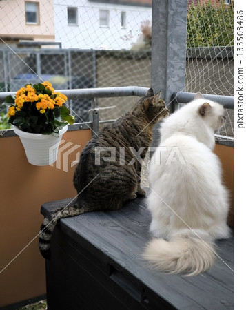 Two cats on the balcony watch the yard Two cats on the balcony watch the yard 133503486