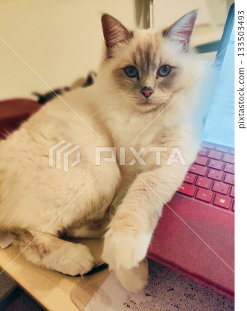 A curious kitten is interfering with my work by putting its paw on my laptop. 133503493