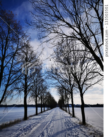 A snow-covered alley with trees on a snowy sunny day A snow-covered alley with trees on a snowy sunny day 133503501