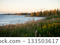 Landscape scene featuring the Angerman river in Sweden, with autumn birches in the background and flowers in the foreground 133503617