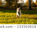 Mini American shepherd dog frolicking in a meadow in golden light, happy to be in nature 133503618