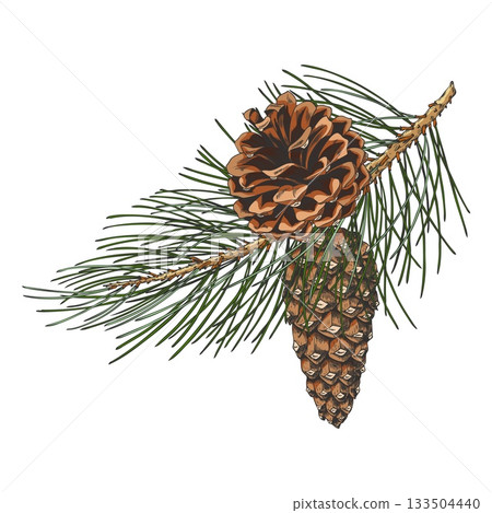 Scots pine branch with cones hand drawn vector, conifer fir tree botanical sketch, woody forest scent, Xmas decoration 133504440