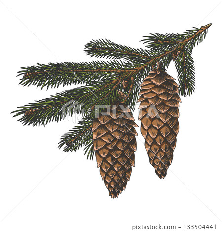Siberian fir tree branch with cones hand drawn vector, spruce tree twig evergreen botanical sketch, conifer forest scent 133504441