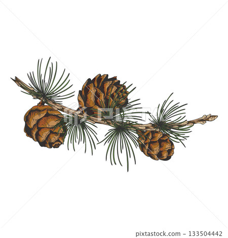 European Larch branch with cones hand drawn vector illustration, conifer tree botanical color sketch, Xmas decoration 133504442