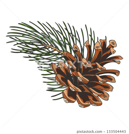 Scots pine twig with cone hand drawn vector, conifer fir tree botanical sketch, woody forest scent, Xmas decoration 133504443