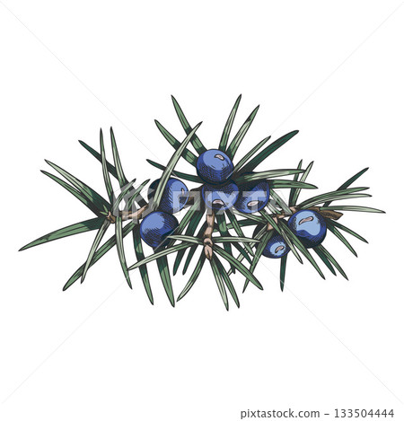 Juniper branch with blue berries vector hand drawn illustration, coniferous botanical sketch, evergreen bush plant 133504444