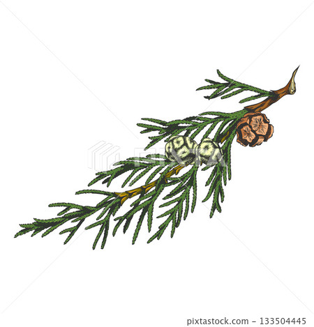 Cypress tree branch with cones hand drawn vector illustration, conifer evergreen, woody flavoring, forest scent 133504445