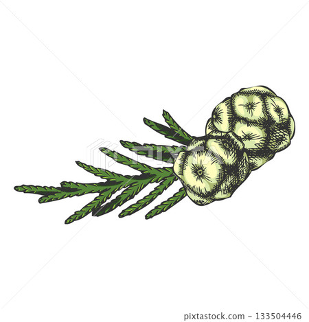 Cypress tree twig with cones hand drawn vector illustration, evergreen plant, coniferous woody flavoring, forest scent 133504446
