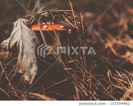 Close-up of a red fly agaric mushroom growing in autumn forest among dry grass and pine needles. A woodland scene perfect for nature and fall concepts Close-up of a red fly agaric mushroom growing in autumn forest among dry grass and pine needles. A woodland scene perfect for nature and fall concepts 133504462