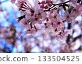 閃耀在藍天的櫻花 133504525