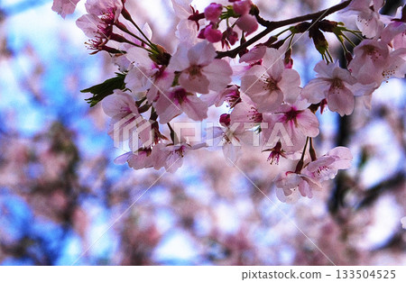 Sakura that shines in the blue sky 133504525