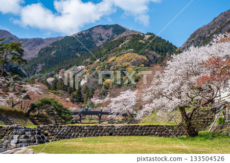 Cherry blossoms at Yoro Park (Yoro Town, Yoro District, Gifu Prefecture) Cherry blossoms at Yoro Park (Yoro Town, Yoro District, Gifu Prefecture) 133504526