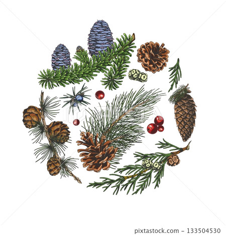 Conifer trees branches with cones collection hand drawn vector round illustration, fir pine, Cypress, Juniper, mistletoe Conifer trees branches with cones collection hand drawn vector round illustration, fir pine, Cypress, Juniper, mistletoe 133504530