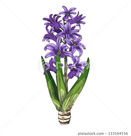 Hyacinth flower with leaves sketch, vector hand drawn spring blossom plant, purple bouquet bloom floral botanical design 133504556