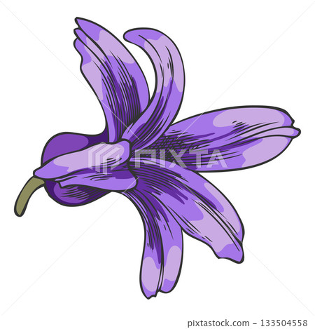 Hyacinth flower sketch, vector hand drawn spring purple bell-shaped bud blossom plant, blooming herb, botanical design 133504558