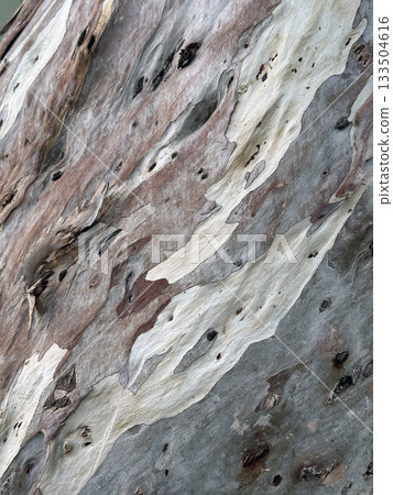 Eucalyptus bark 133504616