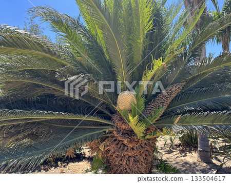 Cycad, Japanese Sago Palm or King Sago Palm (lat.- Cycas revoluta) 133504617