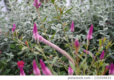 紅花映襯著綠葉。 133504635