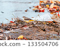 Gray wagtail in the river 133504706