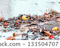 Jumping Grey Wagtail 133504707