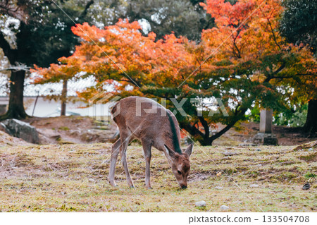 Autumn leaves and deer Autumn leaves and deer 133504708