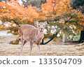 Autumn deer and autumn leaves 133504709