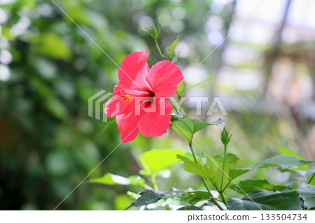 充滿活力的木槿花 充滿活力的木槿花 133504734