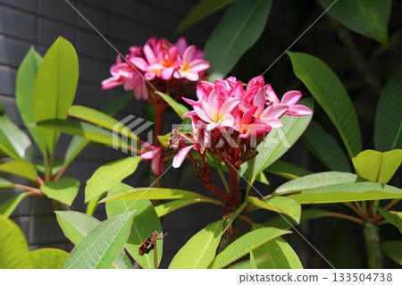 Cute plumeria flower 133504738