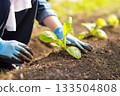 Young woman planting vegetable seedlings in the field Young woman planting vegetable seedlings in the field 133504808