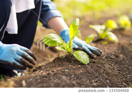 Young woman planting vegetable seedlings in the field 133504808