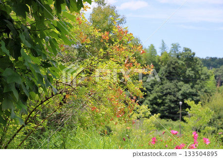 Viburnum Viburnum 133504895