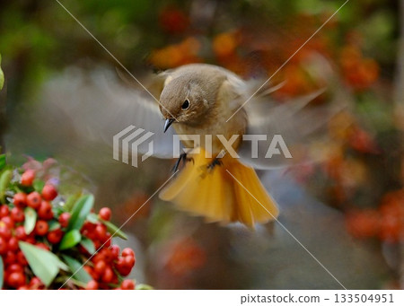 冬鳥已經飛抵深秋的花園。 133504951