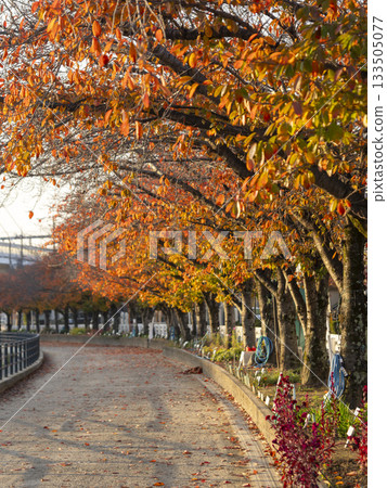 Cherry blossom trees along the river with red autumn leaves Cherry blossom trees along the river with red autumn leaves 133505077