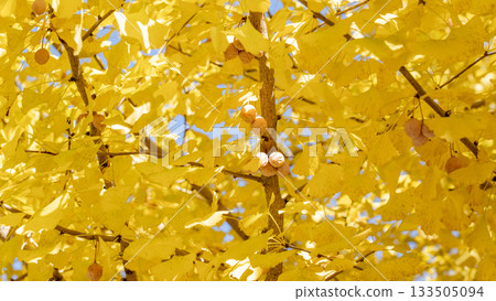 Ginkgo Ginkgo 133505094
