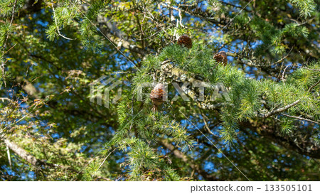 松果 松果 133505101