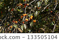 persimmon 133505104