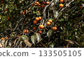 persimmon 133505105