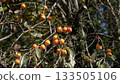 persimmon 133505106