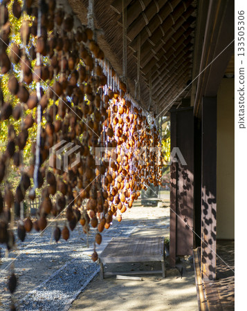 Dried persimmons hanging under a thatched roof Dried persimmons hanging under a thatched roof 133505306