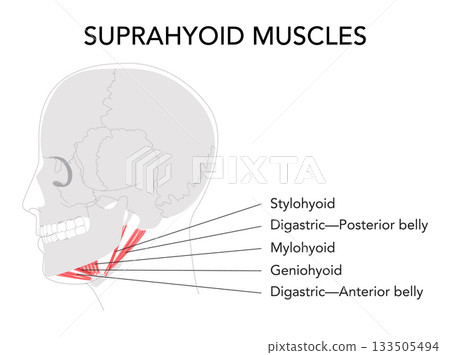 Suprahyoid muscles anatomy diagram, labeled stylohyoid, digastric anterior belly, digastric posterior belly, mylohyoid, 133505494
